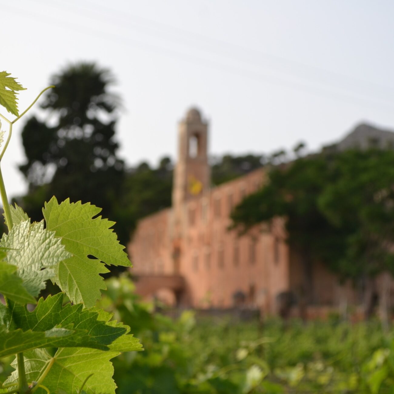 The vineyards of Agia Atriada Monastery