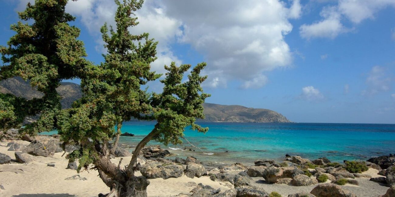 Kedrodasos Beach: View of the Libyan Sea with a juniper tree leaning on the rugged terrain