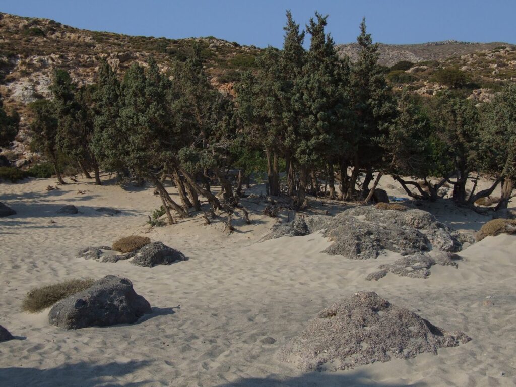 Kedrodasos Beach: The cedar tree cluster paradise