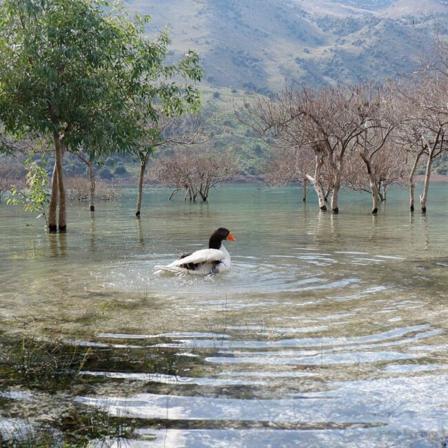 Lake Kournas: Wild Duck