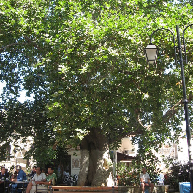 Saint Nikolaos of Splanztia: The plane tree at Splantzia Square