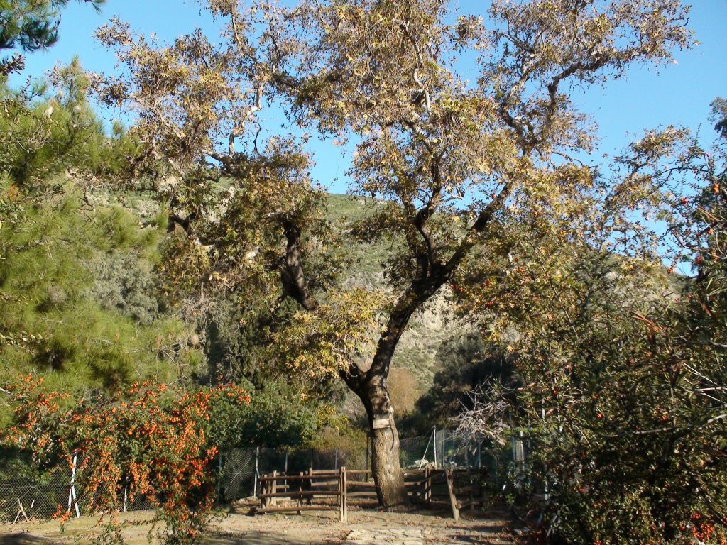 Ancient Gortyn: Platanus of Zeus and Europa