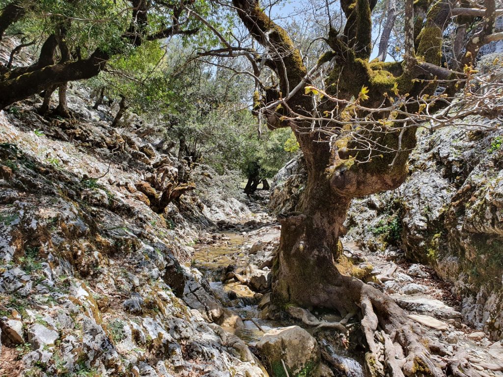 Rouvas Gorge: 1000-year-old olive trees