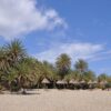 Vai Beach: Palm tree beach