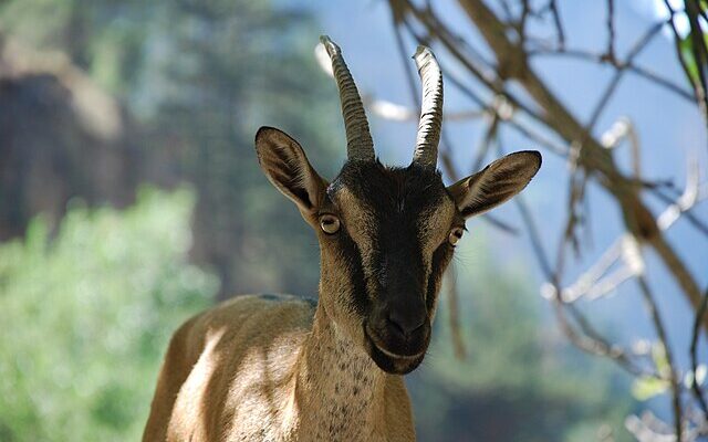 Samaria Gorge: Cretan Wild Goat, Kri-kri