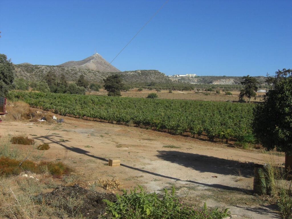 Agia Triada Monastery: Vineyards