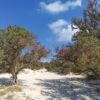 Chrissi Island: Cedar tree cluster and sand dunes