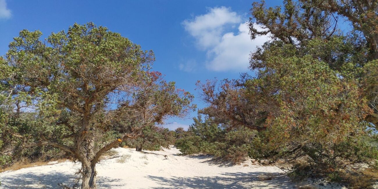 Chrissi Island: Cedar tree cluster and sand dunes