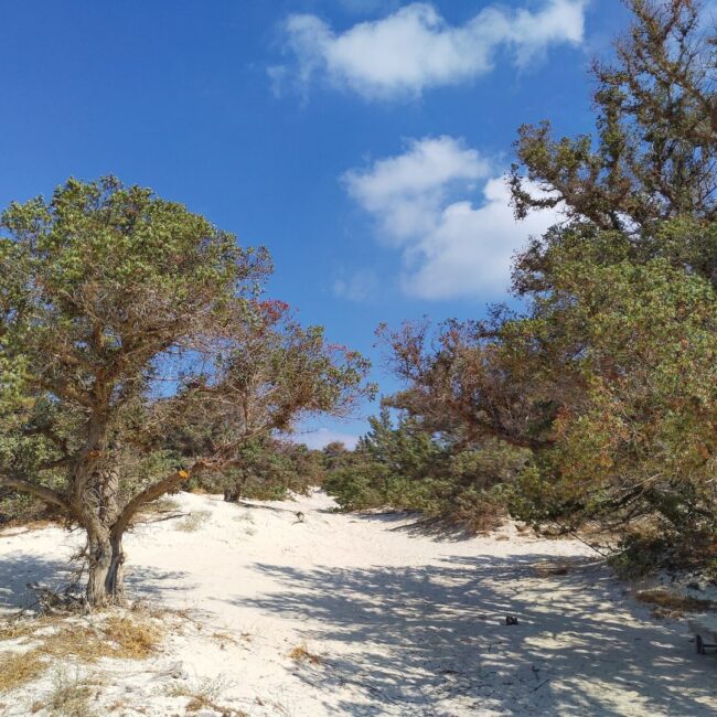 Chrissi Island: Cedar tree cluster and sand dunes