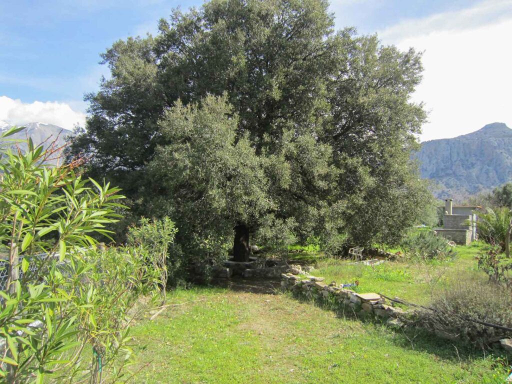 Cretan Experiences Emparos Village: The Holm tree welcoming you to the olive grove