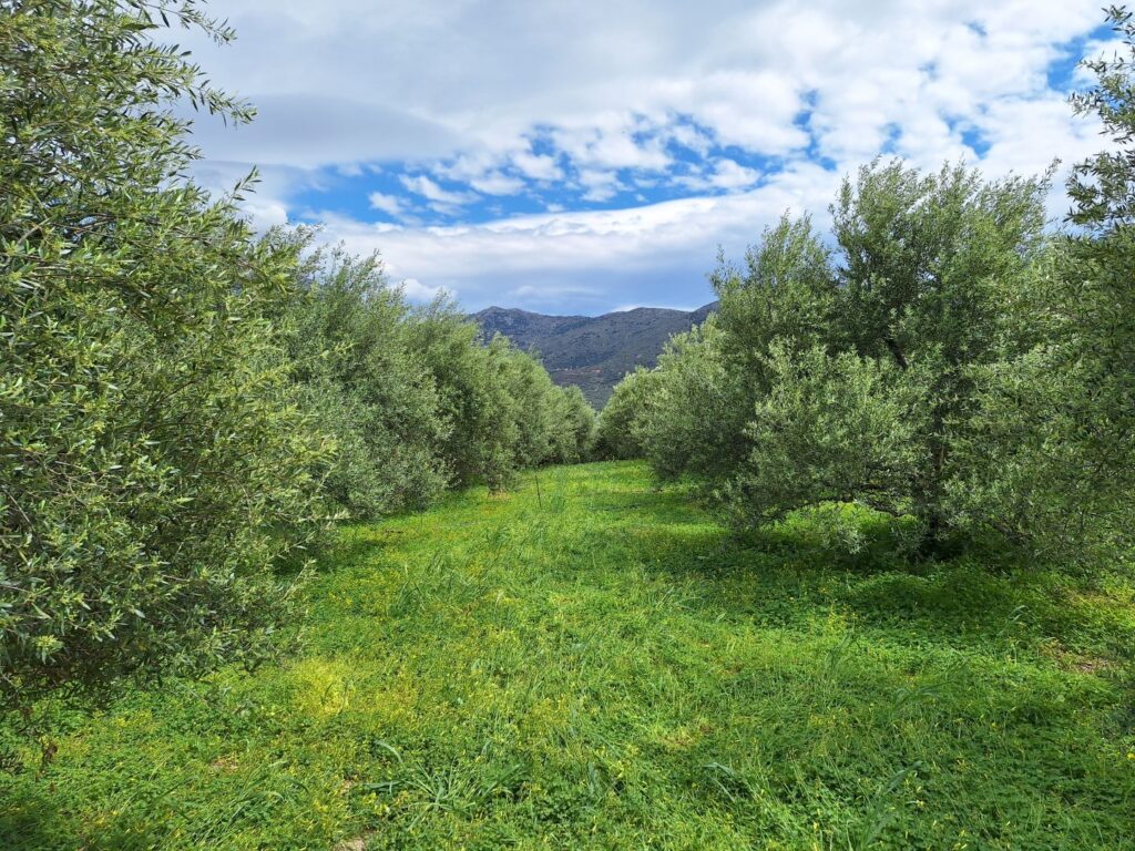 Cretan Experiences Emparos Village: The Olive Grove