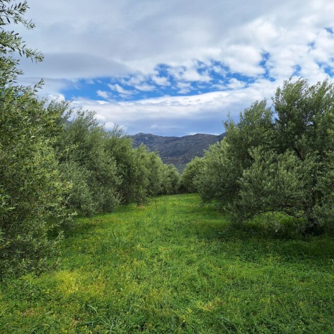 Cretan Experiences Emparos Village: The final destination of tour, the olive grove for your meal