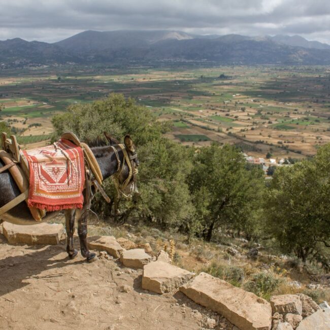 Dikteon Cave: Breathtaking of the Lassithi Plateau and a donkey "taxi".