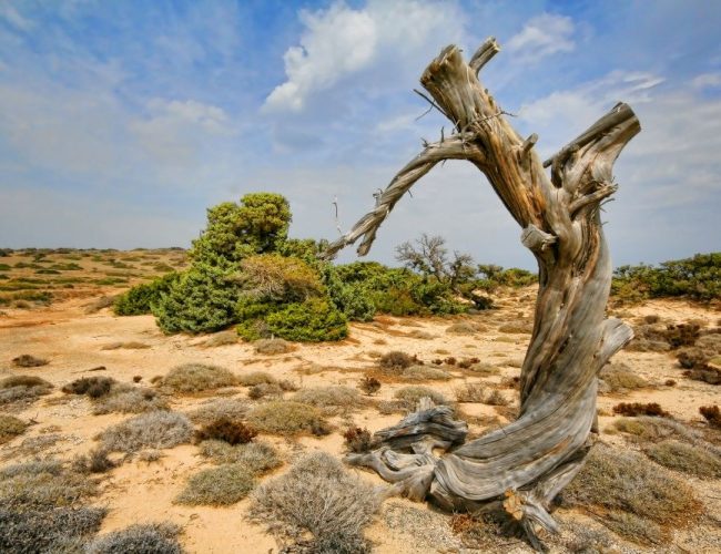 Chrissi Island: Cedar tree