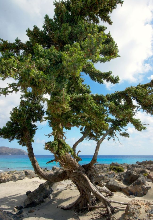 Kedrodasos Beach: View of the Libyan Sea with a juniper tree leaning on the rugged terrain